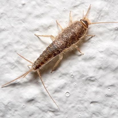 Silverfish   Photo